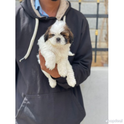 Adorable Shih Tzu puppies for sale in bangalore