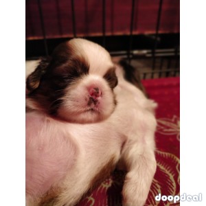 Top Quality Shih Tzu Puppies in India for sale