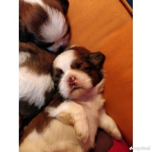 Top Quality Shih Tzu Puppies in India for sale