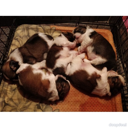Top Quality Shih Tzu Puppies in India for sale