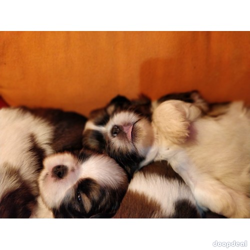 Top Quality Shih Tzu Puppies in India for sale