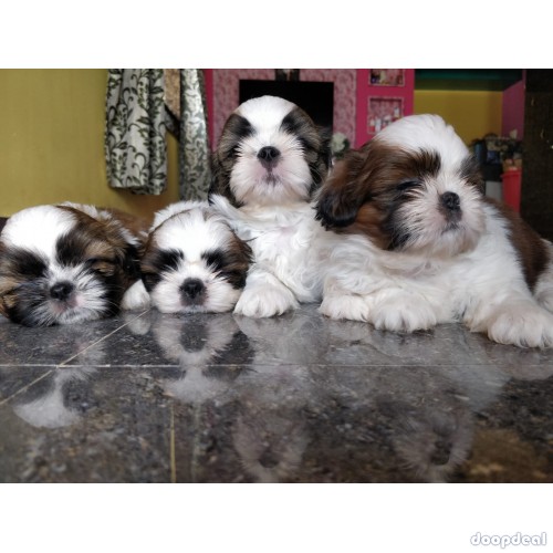 Shih Tzu Puppies For Sale Near Me