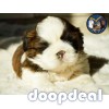 Outstanding Quality Shih Tzu Puppies Available In Bangalore