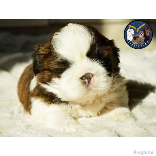 Outstanding Quality Shih Tzu Puppies Available In Bangalore