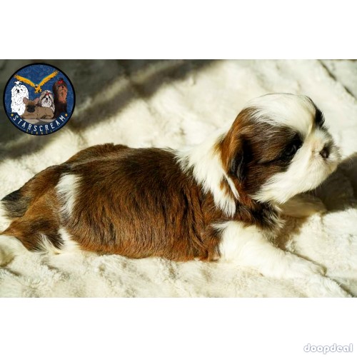 Outstanding Quality Shih Tzu Puppies Available In Bangalore