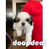 Shih Tzu Pure Breed Puppies Near Me