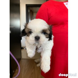 Shih Tzu Pure Breed Puppies Near Me