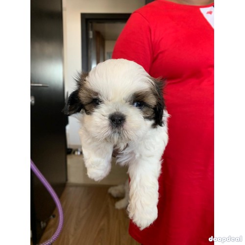 Shih Tzu Pure Breed Puppies Near Me