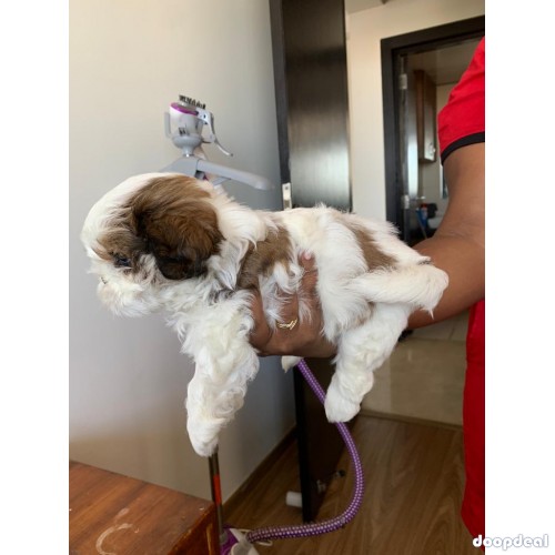 Shih Tzu Pure Breed Puppies Near Me