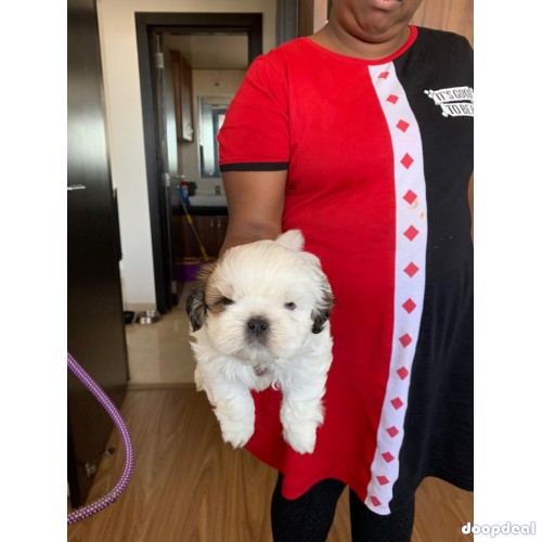 Shih Tzu Pure Breed Puppies Near Me