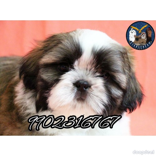 Import Quality Breed Shih Tzu Puppies For Sale
