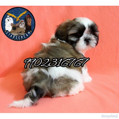 Import Quality Breed Shih Tzu Puppies For Sale