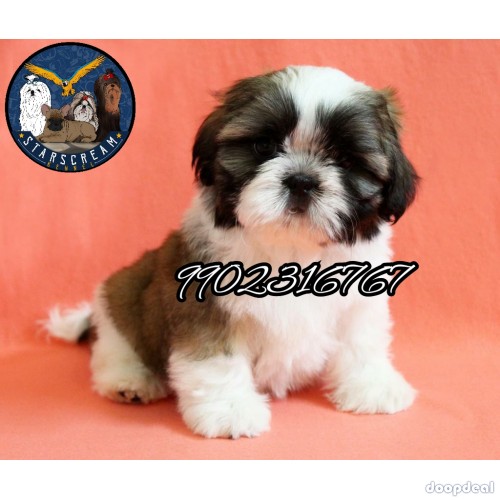 Import Quality Breed Shih Tzu Puppies For Sale