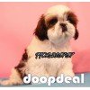 Adorable Quality Shih Tzu Puppies For Sale In Bangalore