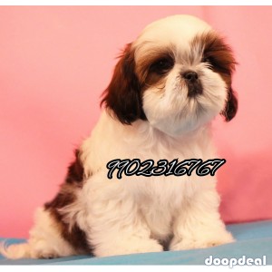 Adorable Quality Shih Tzu Puppies For Sale In Bangalore