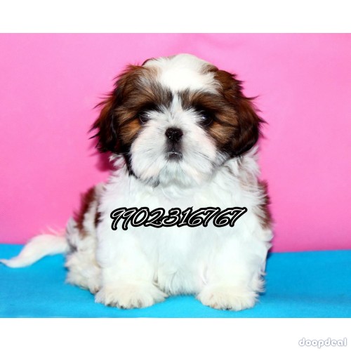 Adorable Quality Shih Tzu Puppies For Sale In Bangalore
