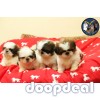 Home Breeded Shih Tzu Puppies Avaliable In Bangalore