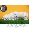 Top Quality Bichon Frise Puppies For Sale in Bangalore