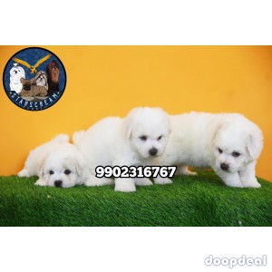 Top Quality Bichon Frise Puppies For Sale in Bangalore