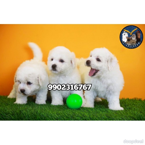 Top Quality Bichon Frise Puppies For Sale in Bangalore