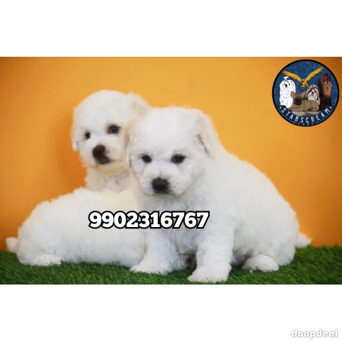 Top Quality Bichon Frise Puppies For Sale in Bangalore