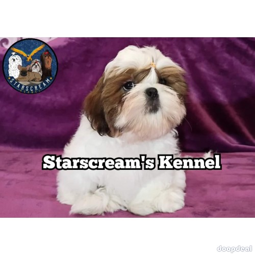 Outstanding Quality Home Breeded Shih Tzu Puppies Available 