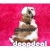 Shih Tzu Puppies In Bangalore 