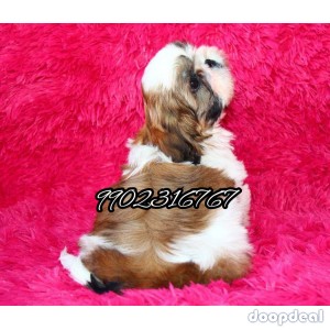 Shih Tzu Puppies In Bangalore 
