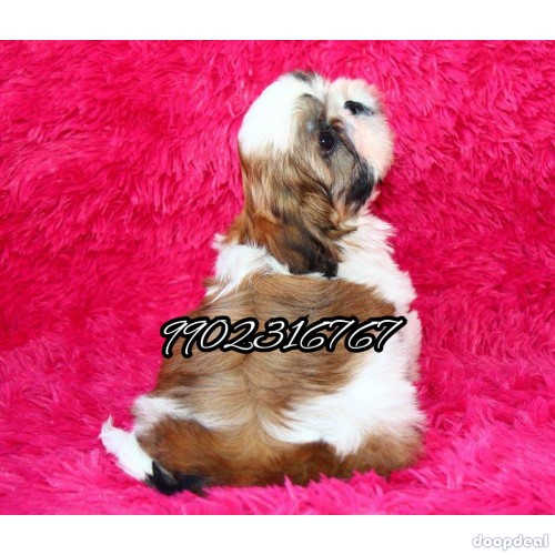 Shih Tzu Puppies In Bangalore 