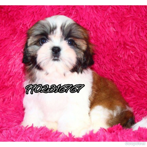Shih Tzu Puppies In Bangalore 