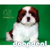 Beautiful Shih Tzu Puppies Available In Bangalore 