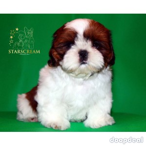 Beautiful Shih Tzu Puppies Available In Bangalore 