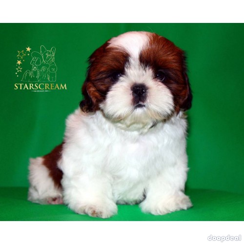 Beautiful Shih Tzu Puppies Available In Bangalore 