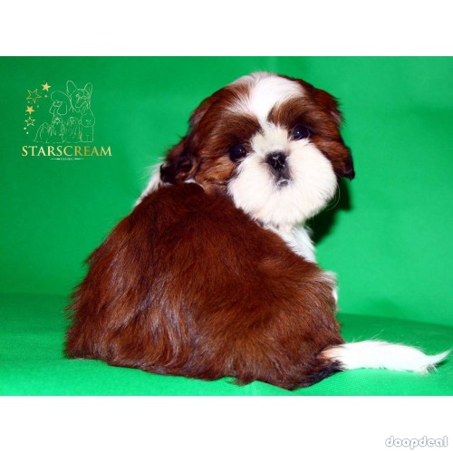 Beautiful Shih Tzu Puppies Available In Bangalore 