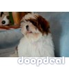 Home Breed Shih Tzu Puppies Available 