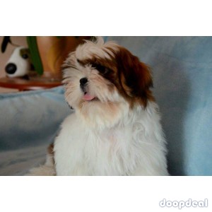 Home Breed Shih Tzu Puppies Available 