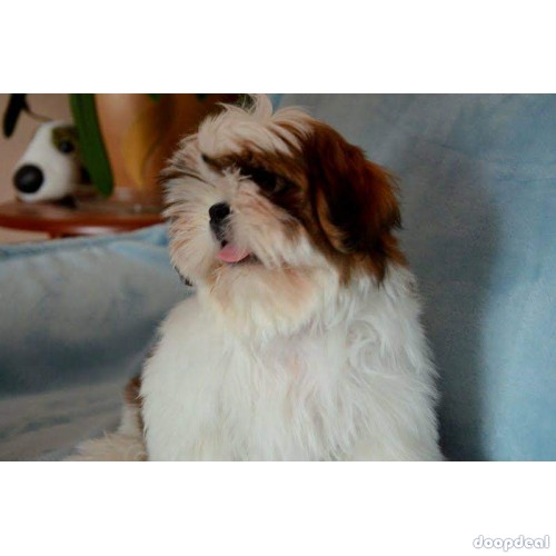 Home Breed Shih Tzu Puppies Available 