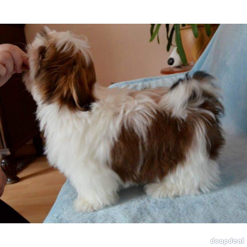 Home Breed Shih Tzu Puppies Available 