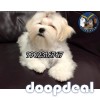 Home Breeded Maltese Puppies Available 
