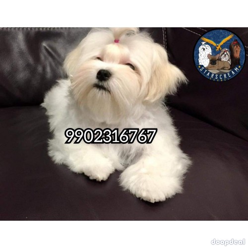 Home Breeded Maltese Puppies Available 