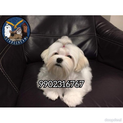 Home Breeded Maltese Puppies Available 