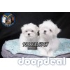 Quality Maltese Puppies Available In Bangalore 