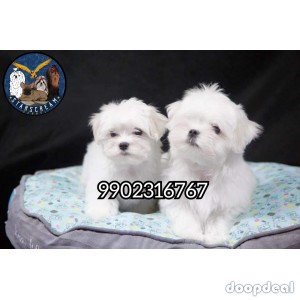 Quality Maltese Puppies Available In Bangalore 