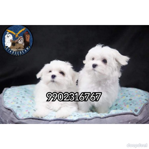 Quality Maltese Puppies Available In Bangalore 