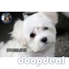 Very Extraordinary Maltese Puppies Available In Bangalore 