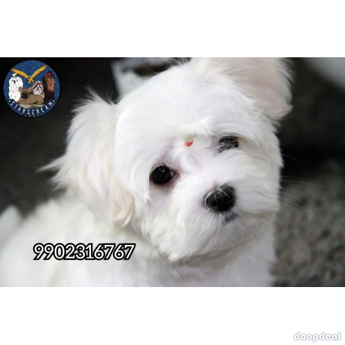 Very Extraordinary Maltese Puppies Available In Bangalore 