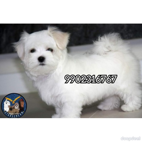 Very Extraordinary Maltese Puppies Available In Bangalore 
