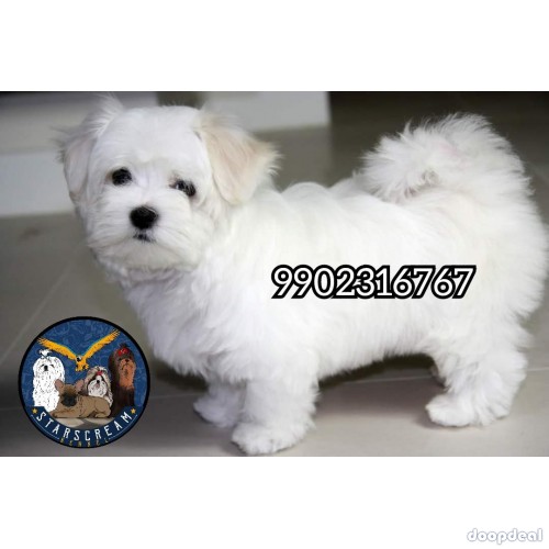 Very Extraordinary Maltese Puppies Available In Bangalore 