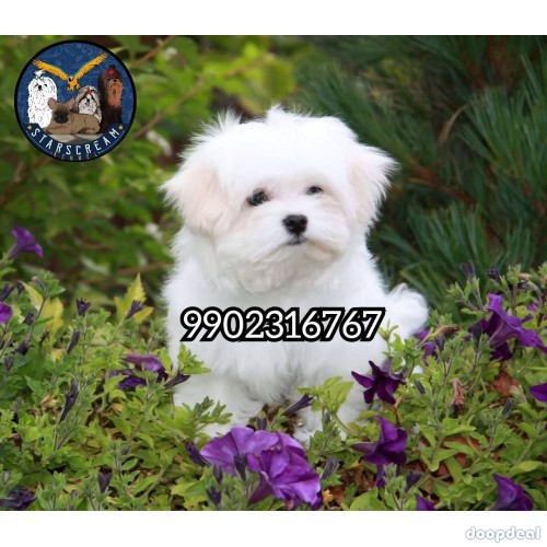 Adorable Quality Maltese Puppies In Bangalore 