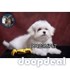 Home Breeded Quality Puppies Maltese Available 